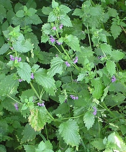 Black Horehound