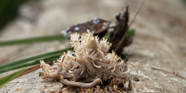 Pleasant observations from a good hike in the White Mountains, New Hampshire, USA:

+ Calligrapher fly (toxomerus)
+ Digging bees (anthophorini)
+ Jack in the pulpit (arisaema triphyllum)
+ Coral tooth fungus 
+ Rock tripe lichen
+ Yellow fairy cups
+ Wolf's milk (lycogala epidendrum)
+ Cucumber root (medeola virginiana)
+ Honey mushrooms
+ Oakmoss
+ Beard lichen
+ Shield lichen
+ Sphagnum moss
+ Waxcaps
+ Bunchberry
+ Marsh St. John's wart
+ White coral fungus
+ Scalycaps(pholiota) 
+ Three-way sedge