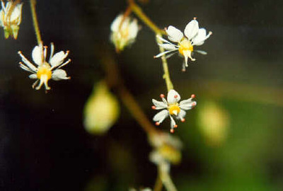 Saxifraga mertensiana