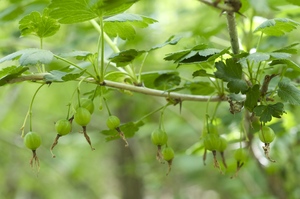 Missouri Gooseberry