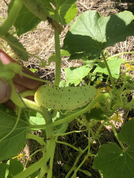 Raised bed garden updates. There will be a harvest! 
So far from 6 cucumber plants we've been harvesting 1-2 cucumbers per day over the past 2 weeks with more coming so long as blight doesn't hit!
Tomatoes and ground cherries have another few weeks and beans are pumping.
Squash has another month at least, with at least (I hope) one squash on each plant. 