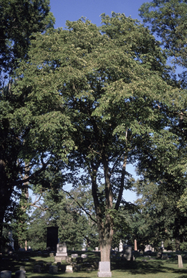 Ulmus rubra