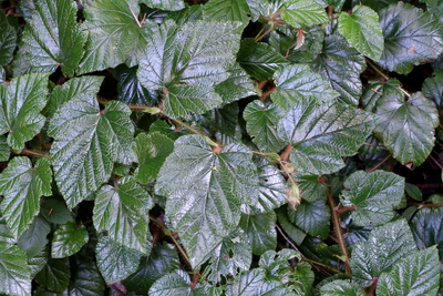 Rubus tricolor