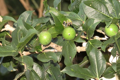 Strychnos potatorum