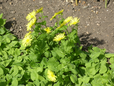 Doronicum pardalianches