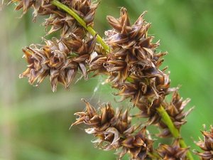 Carex paniculata