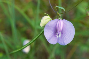 Butterfly Pea