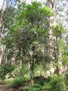 Persoonia arborea