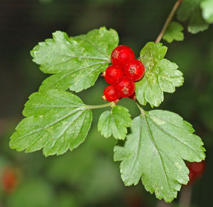 Alpine Currant