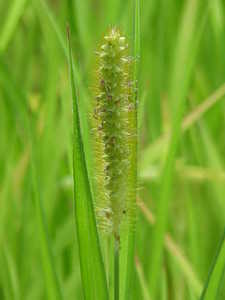 Yellow Bristle Grass