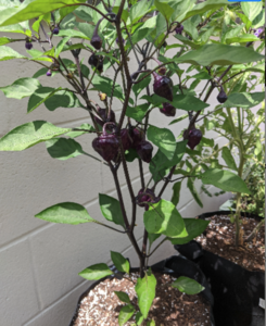 Purple UFO Pepper Seeds