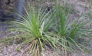 Texas sotol