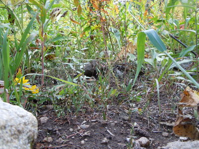 Polygonum douglasii