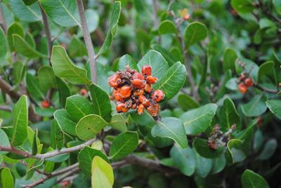 Rhus integrifolia