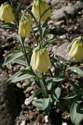 Fritillaria pallidiflora