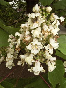 Chinese Catalpa