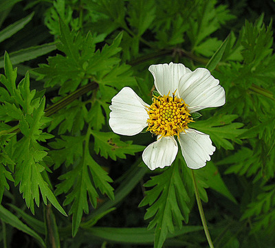 Bidens bigelovii