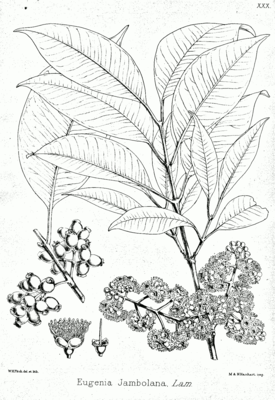 Syzygium cumini