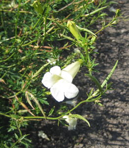 Incarvillea sinensis