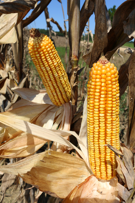 Two ears of corn on the stalk, with dried husks pulled back. Original caption: "Harvest of feed corn in Montgomery County, Alabama."