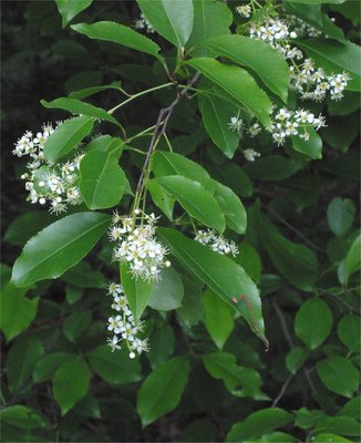 Prunus serotina