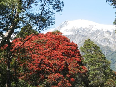 Metrosideros umbellata