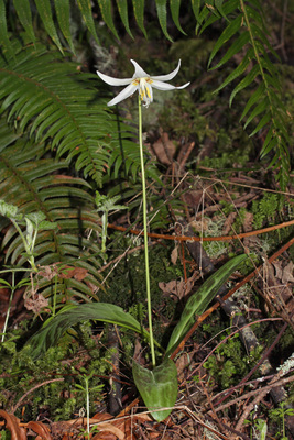 Erythronium oregonum