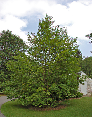 Stewartia pseudocamellia