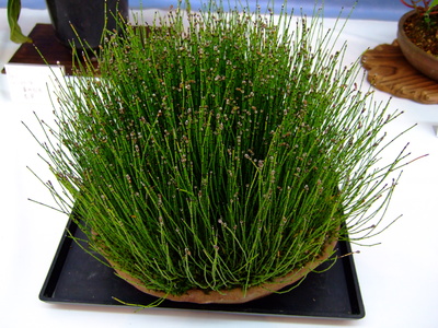 Equisetum variegatum