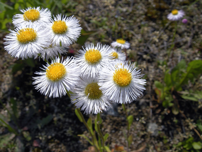 Erigeron annuus