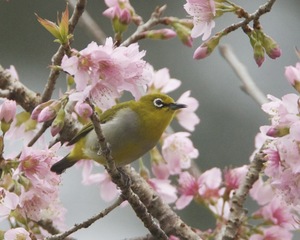 Wild Himalayan Cherry