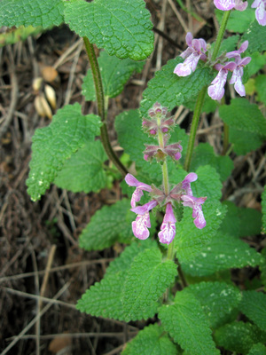 Stachys bullata