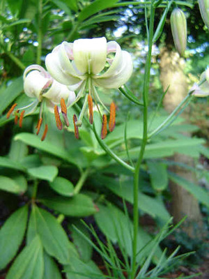 Lilium cernuum