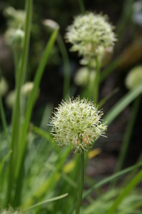 Allium hookeri