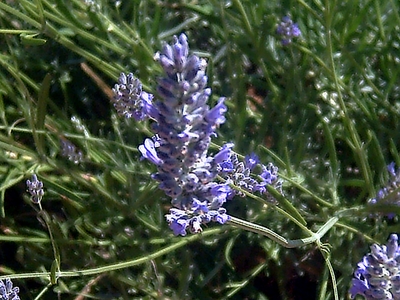 Lavandula latifolia