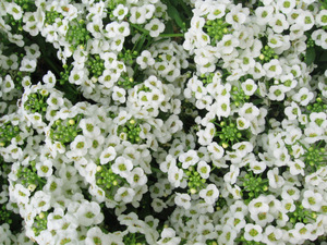 Sweet Alyssum