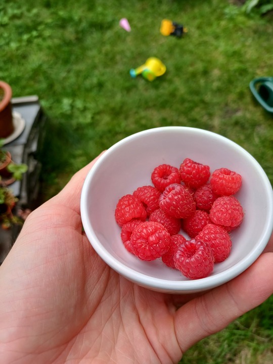 The fall raspberries are fruiting!
I took out many of the branches, because I had a lot of fruit rot in the last years as the berries stayed too moist after rain. So no big quantities, but the fruit is big and beautiful!