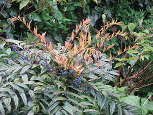 Fortune's Mahonia