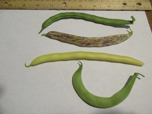 Common bean