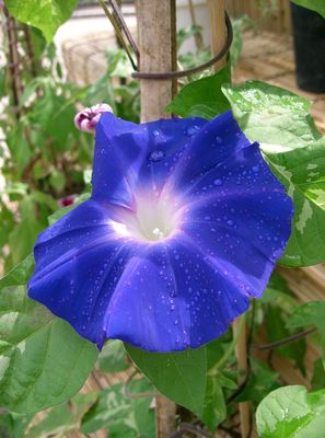 Ipomoea nil