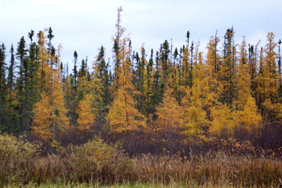 Larix laricina