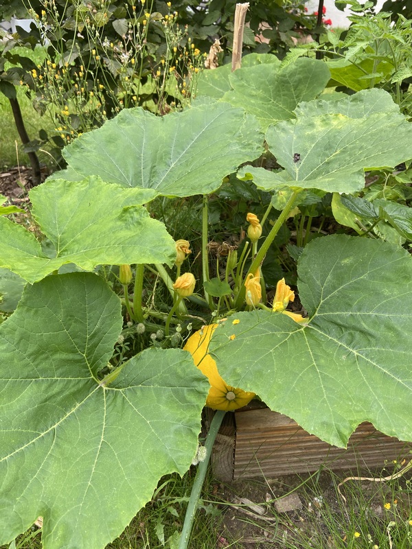 vegetable garden