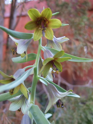 Fritillaria sewerzowii