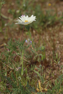 Layia glandulosa