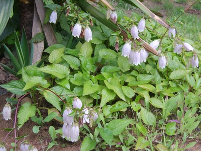 Campanula punctata