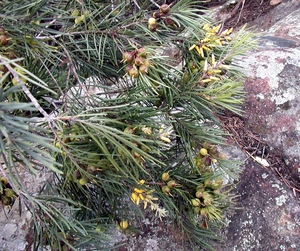 Persoonia linearis