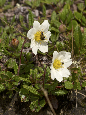 Dryas octopetala