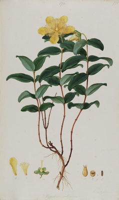 Hypericum calycinum