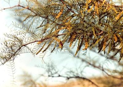 Prosopis chilensis