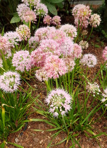 Blue Chives